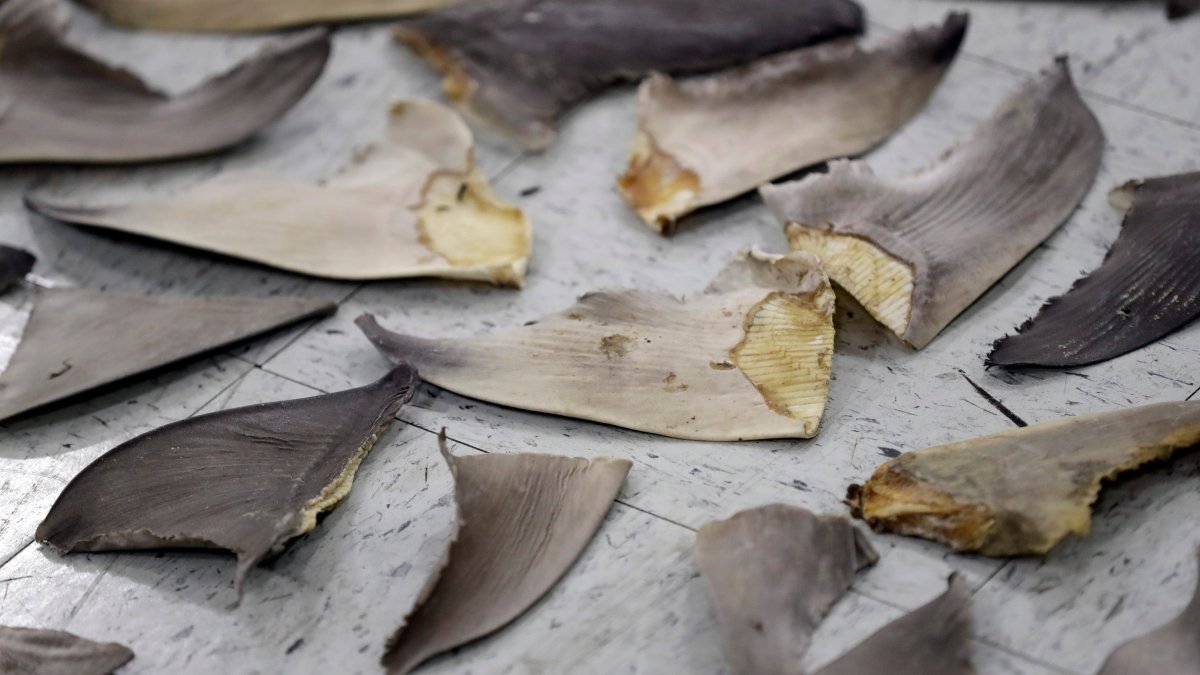 Wildlife Conference Boosts Protection for Sharks, Turtles – NBC10 Philadelphia - Vimarsana News