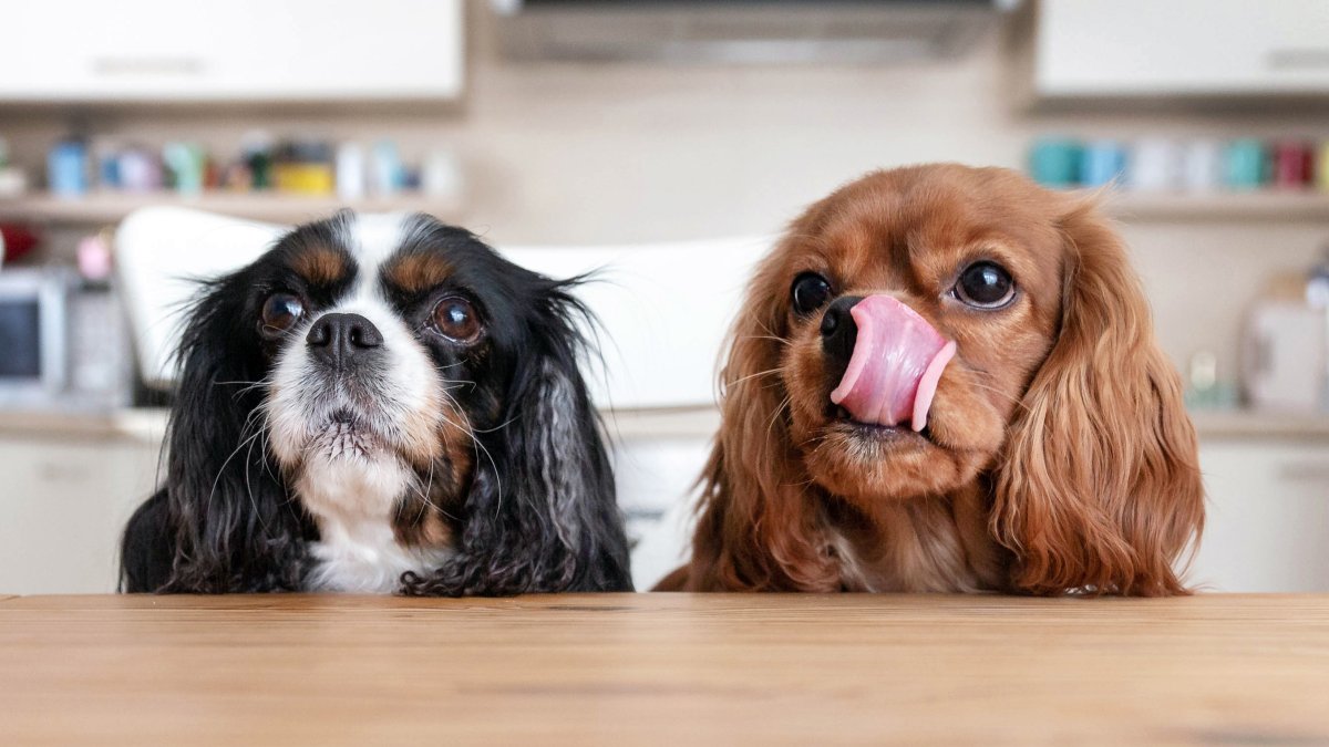 These Thanksgiving Foods Are Dangerous to Dogs – NBC10 Philadelphia - Vimarsana News