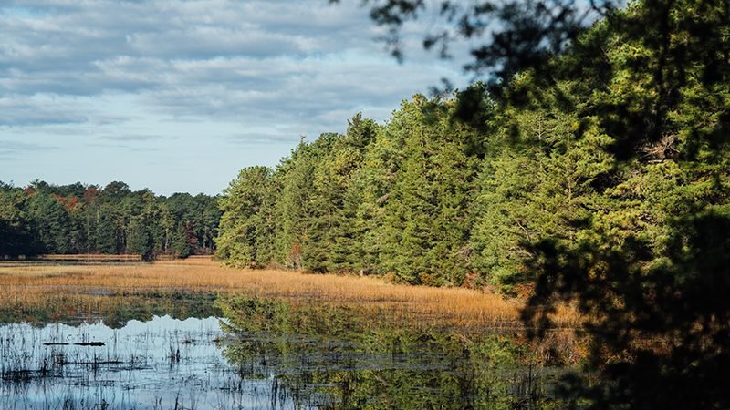 Fire Plan Would Cut 2.4 Million New Jersey Pinelands Trees - Vimarsana News