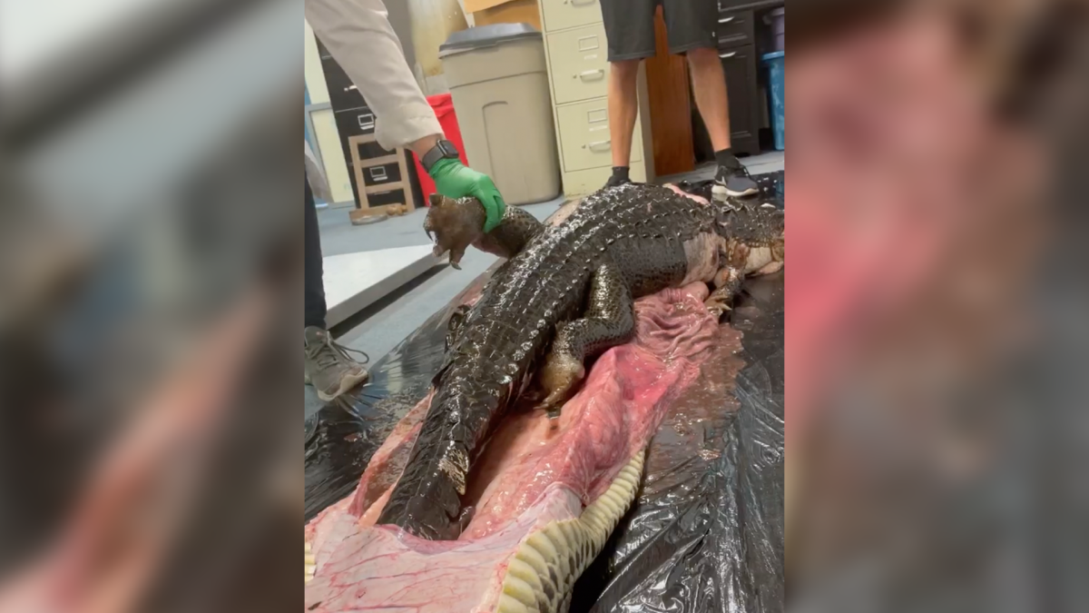 5-Foot Gator Found in Stomach of 18-Foot Burmese Python in Florida Everglades