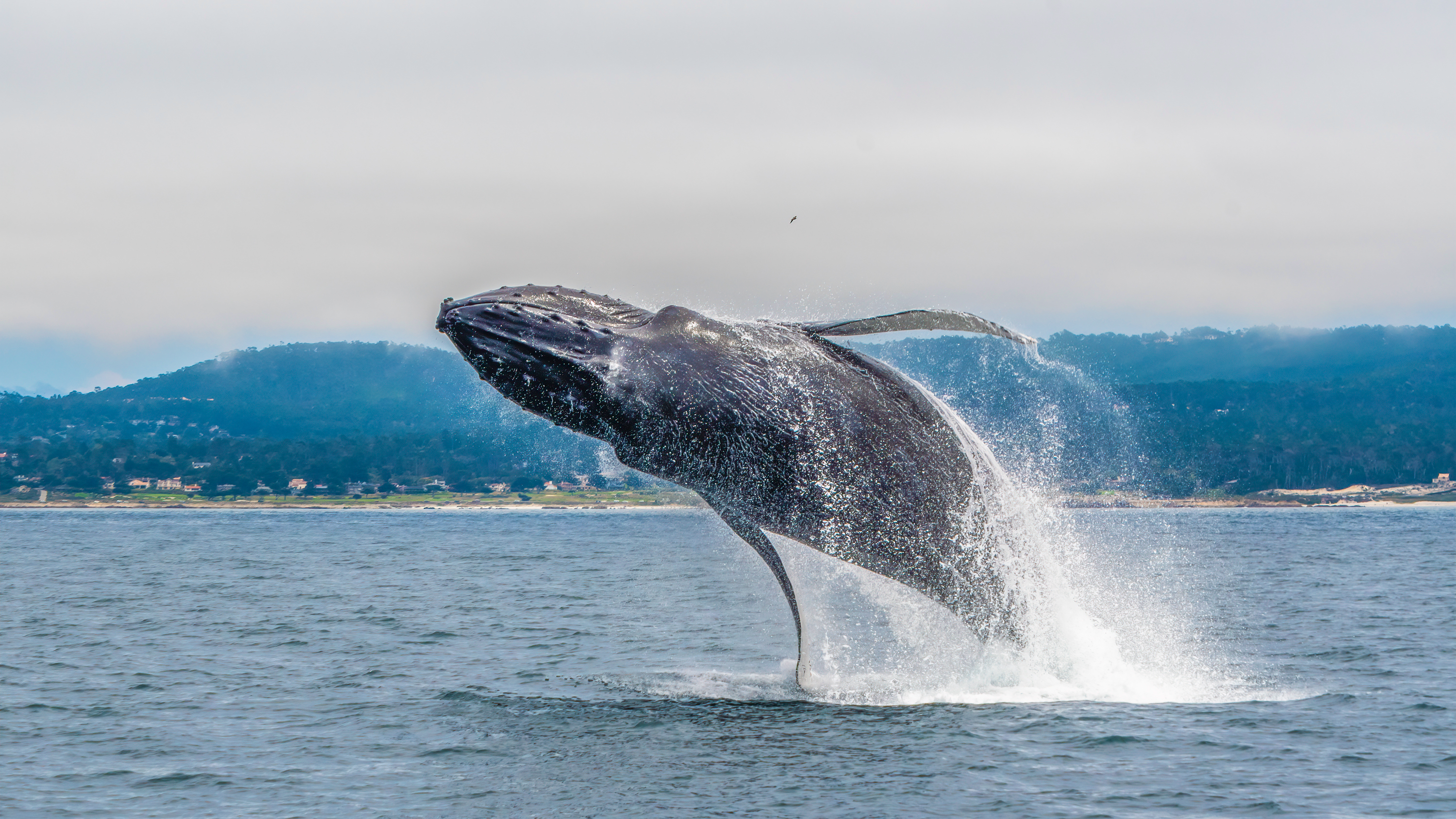 Fran, a 49-foot humpback whale, washed up dead in Half Moon Bay in late August from an apparent ship strike.