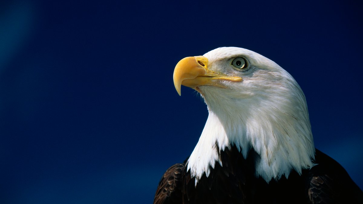 3 Bald Eagles Die in Minnesota After Eating Euthanized Animals – NBC10 Philadelphia - Vimarsana News