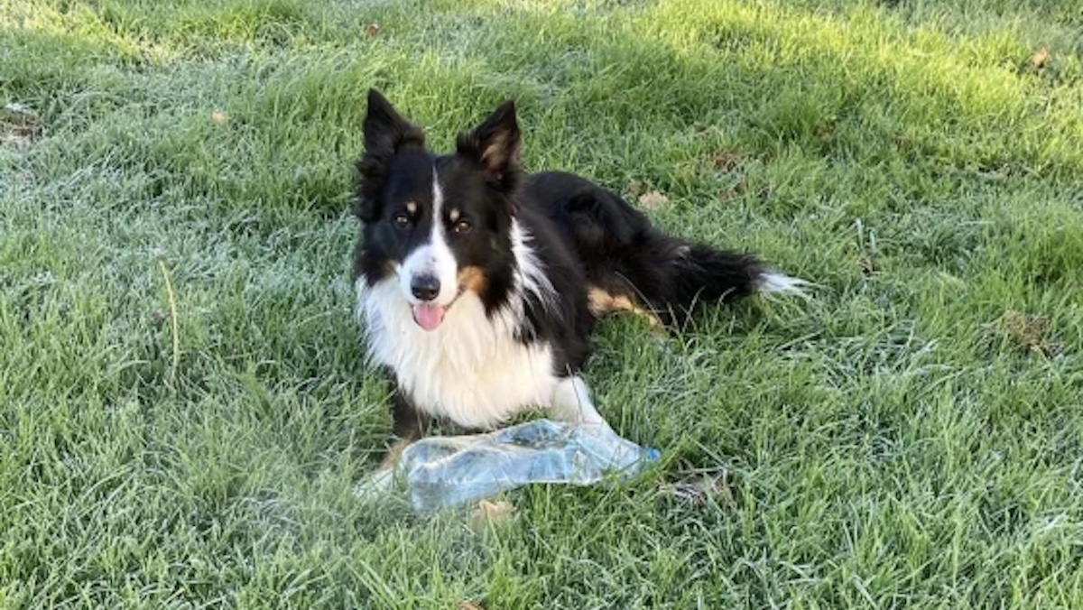 Border Collie Becomes Unlikely Recycling Advocate After Picking Up More Than 1,000 Littered Plastic Bottles