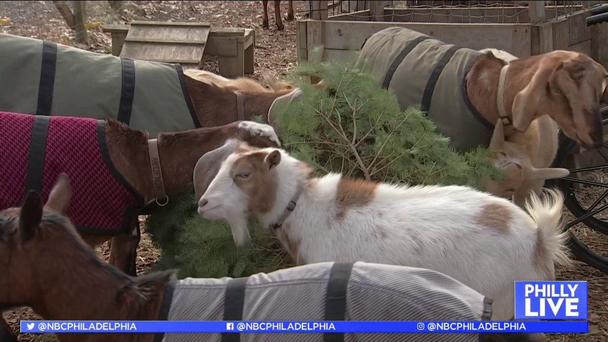 You Can Feed Your Christmas Tree to Goats Without Leaving Philly
