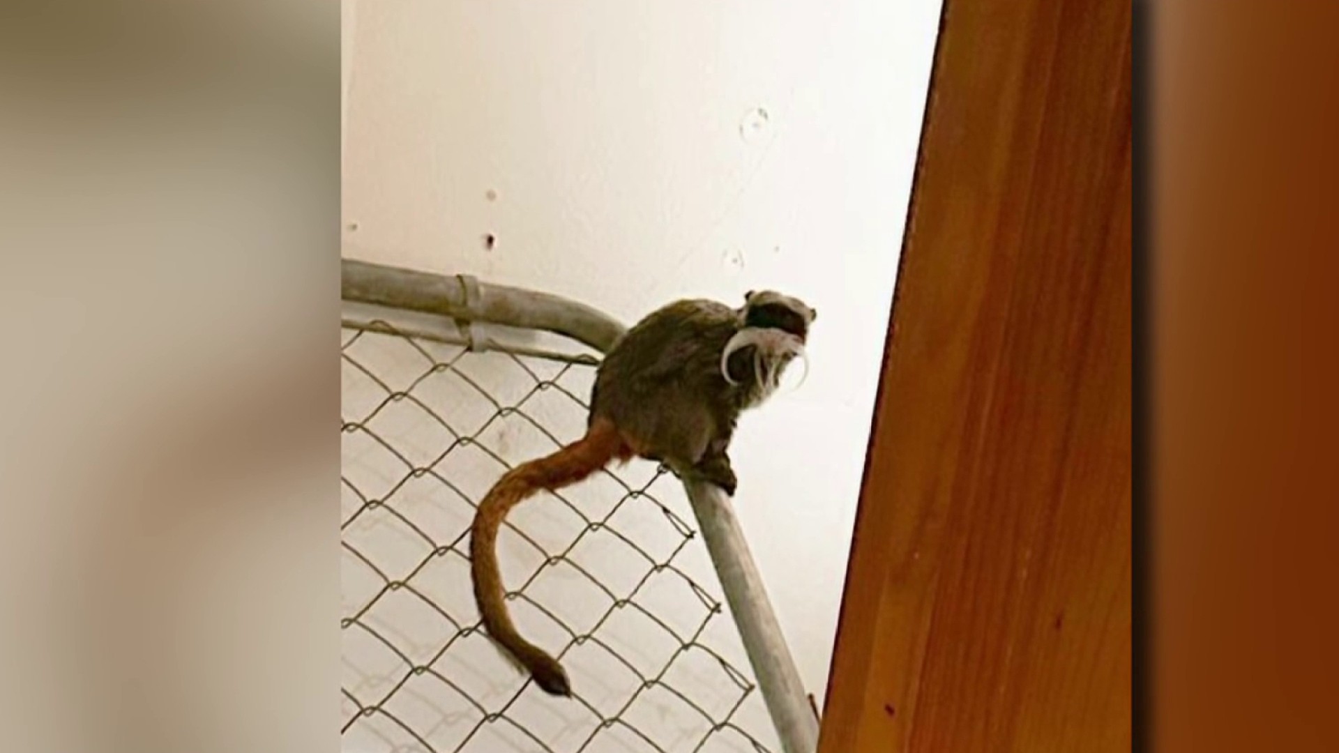 Lancaster Woman Discusses Tip That Found Missing Dallas Zoo Monkeys ...