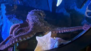 Octopus in tank with starfish