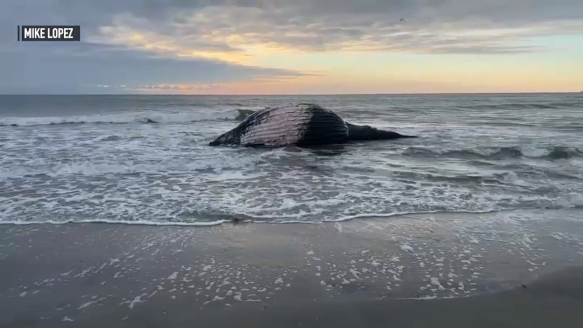 'No Evidence' Dead Whales in NJ, NY Connected to Offshore Wind Farm Prep – NBC10 Philadelphia - Vimarsana News