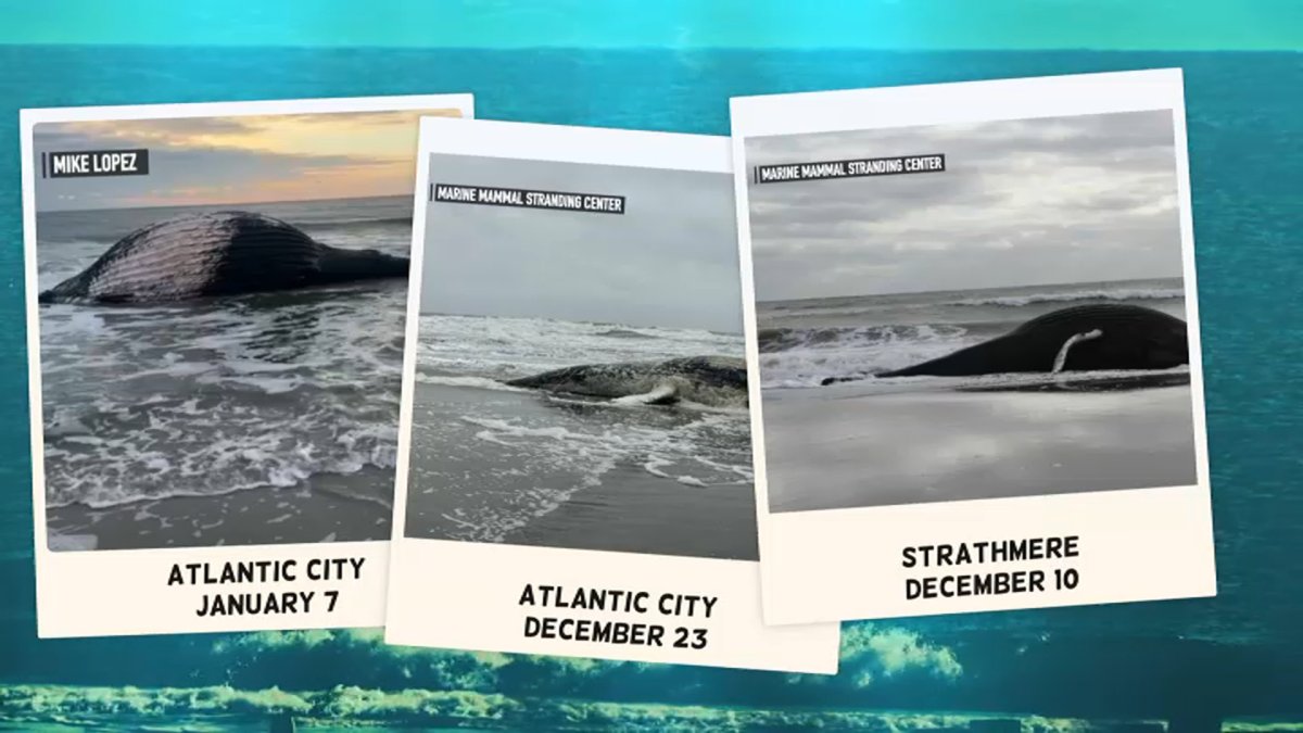 Experts Investigate Recent Deaths of Whales Found Along the Jersey Coast - Vimarsana News