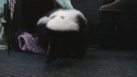 Meet Nugget, the Emotional Support Skunk That Works at an Indiana 911 Dispatch Center