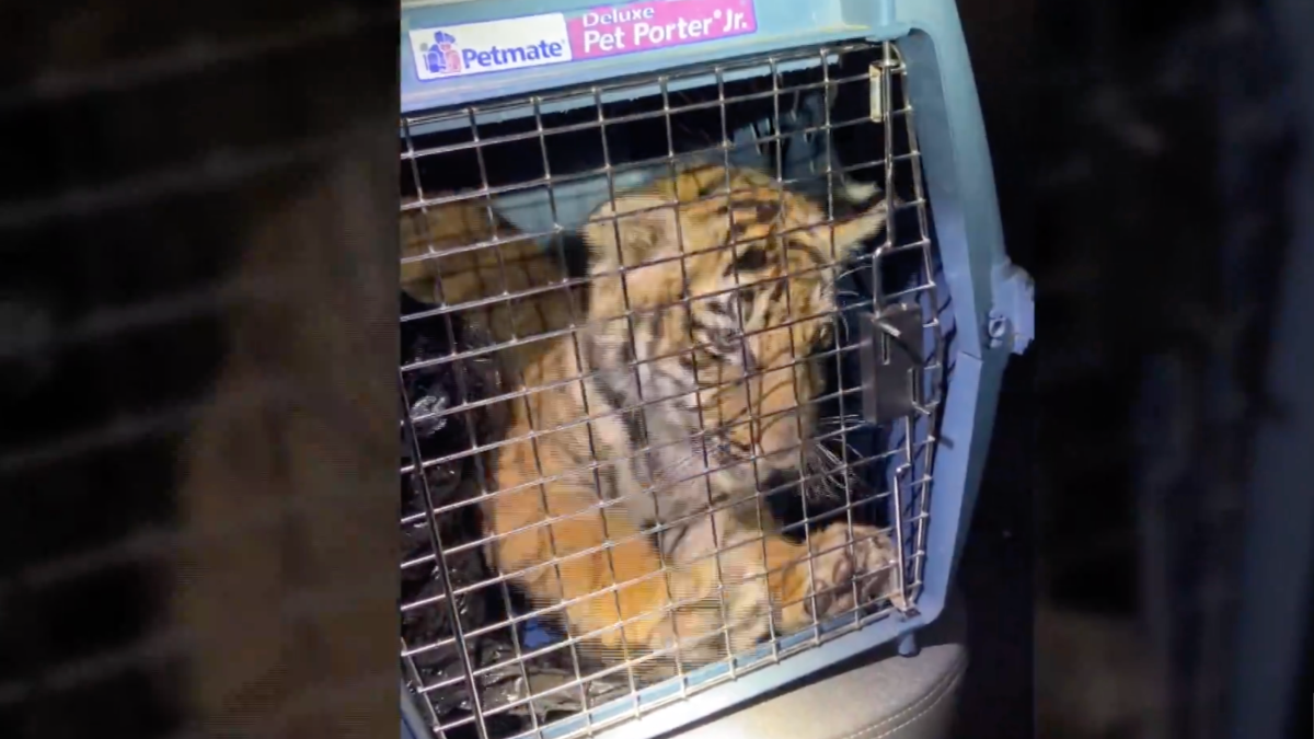 Police Find Bengal Tiger Inside Trailer Home in New Mexico – NBC10 Philadelphia - Vimarsana News