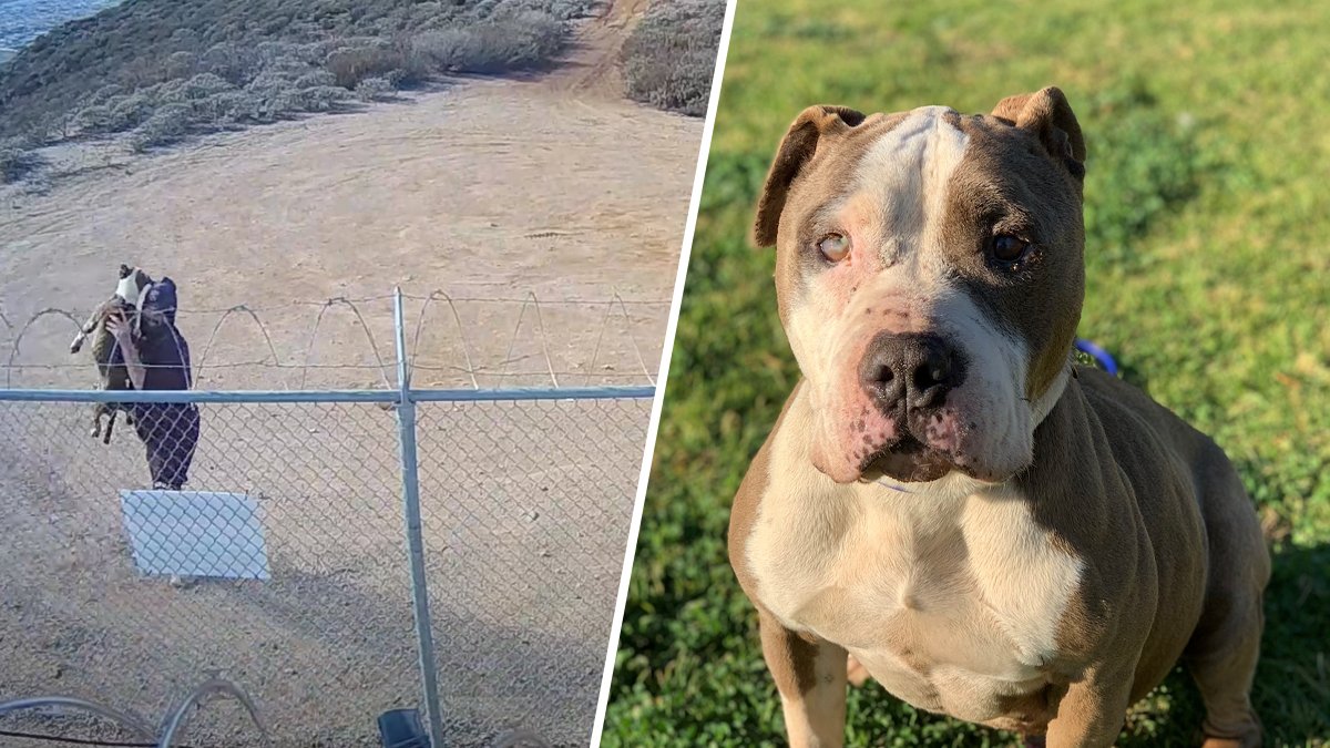 Video: Dog Miraculously Unharmed After Man Tosses It Over Fence – NBC10 Philadelphia - Vimarsana News