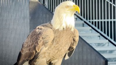 Fans at Site of Super Bowl in Arizona Get Chance to Meet Real