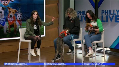 Cuteness Overload! Check Out Area Puppy Bowl Dogs – NBC10 Philadelphia