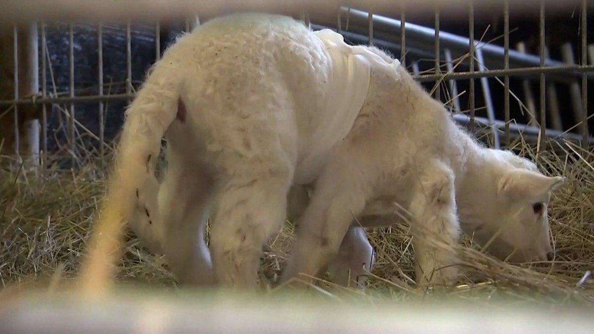 Six-Legged Lamb Born on German Farm – NBC10 Philadelphia