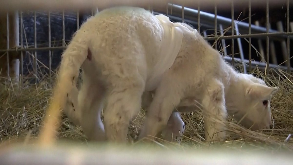 Six-Legged Lamb Born on German Farm – NBC10 Philadelphia Six-Legged Lamb Born on German Farm – NBC10 Philadelphia