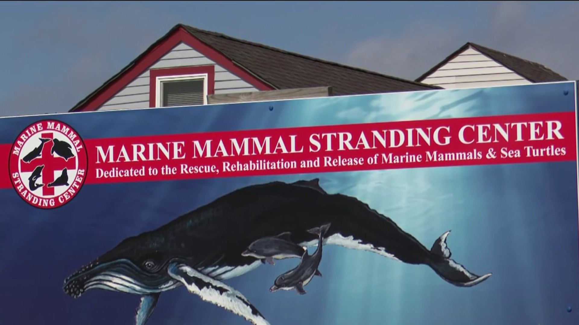 What's Behind the Disturbing Surge in NJ Whale Strandings?