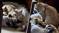 Arizona Homeowner Finds Bobcat Lounging in Dog's Bed After Returning Home From Work