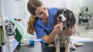 Chewy and Petco Earnings Make It Clear: Pet Health Care Is Their Future