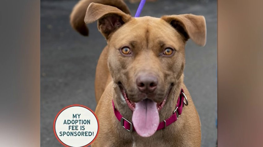 Clear The Shelters – NBC10 Philadelphia Clear The Shelters – NBC10 Philadelphia
