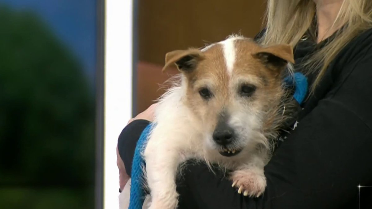 Clear the Shelters Meet Earl the Jack Russell Terrier NBC10 Philadelphia