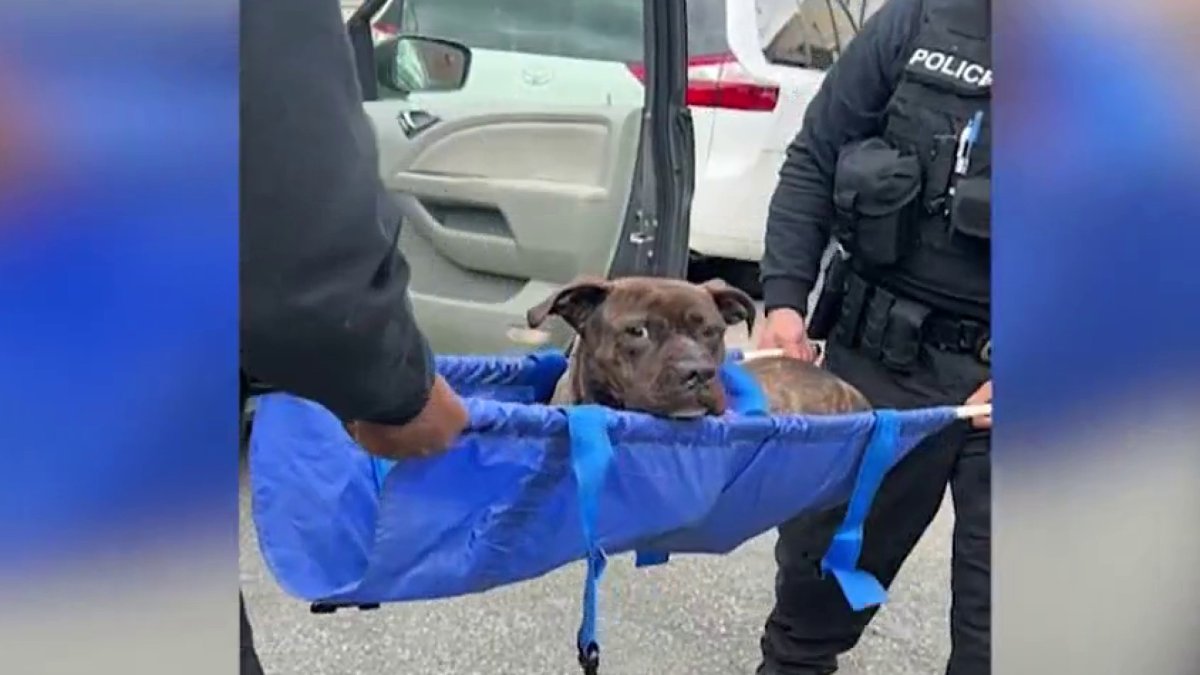 Dog Shot in West Philly to Lose Front Leg; SPCA Looking for Person