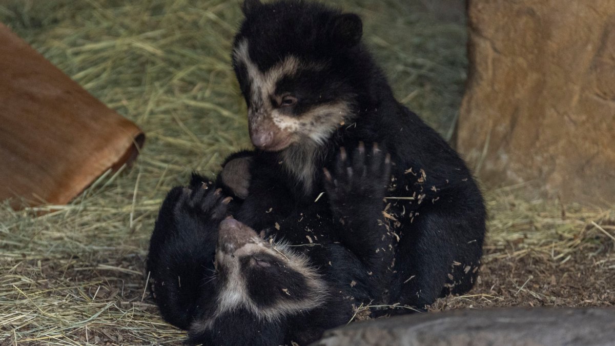 San Diego Zoo Welcomes Twin Andean Bear Cubs – NBC10 Philadelphia - Vimarsana News