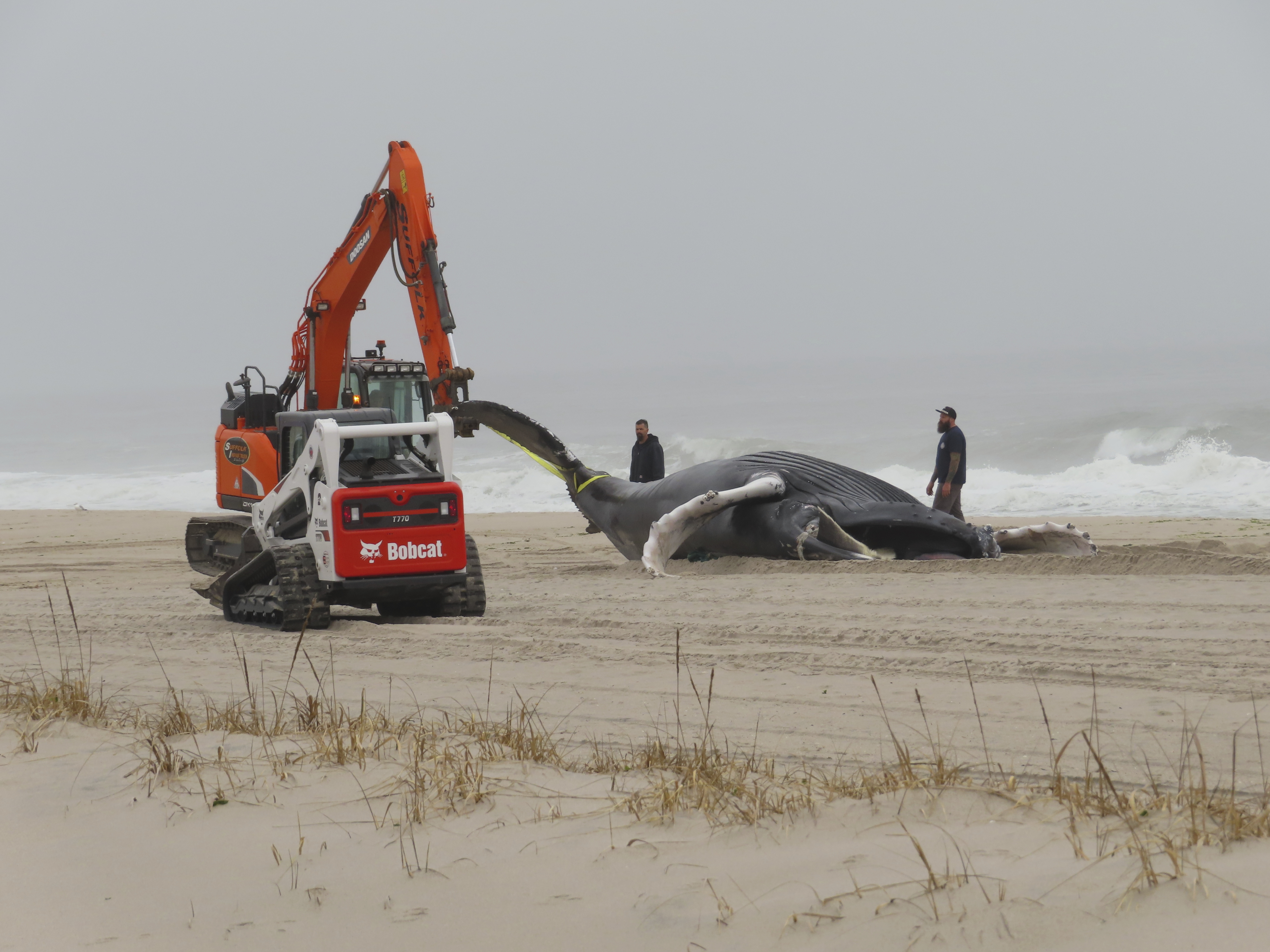 Second dolphin in two days found stranded on a beach in South Lebanon -  L'Orient Today