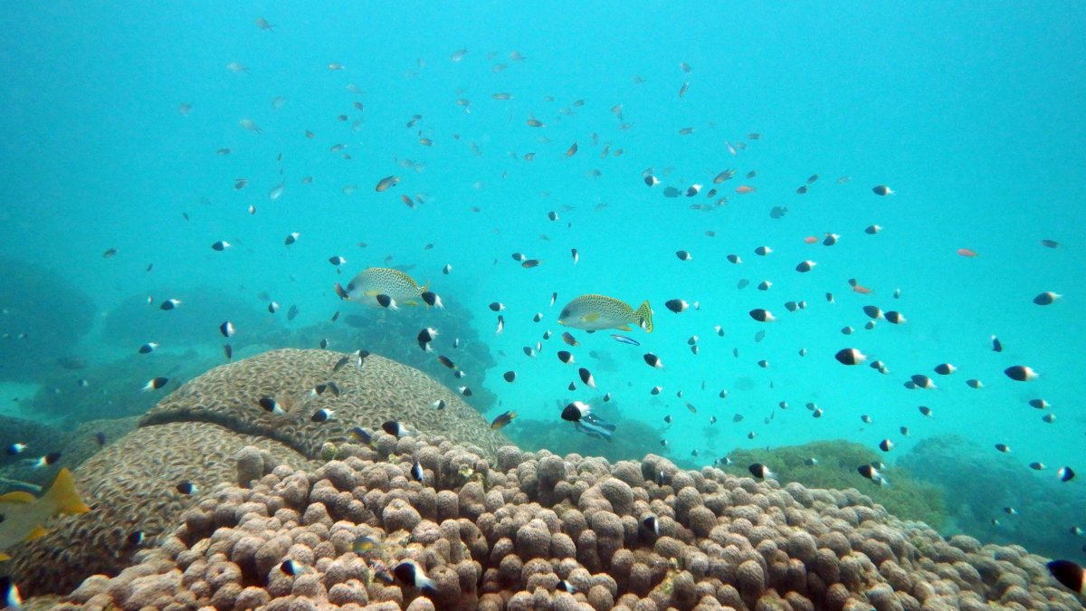 U.N. Creates Treaty to Protect Marine Life on High Seas – NBC10 Philadelphia - Vimarsana News