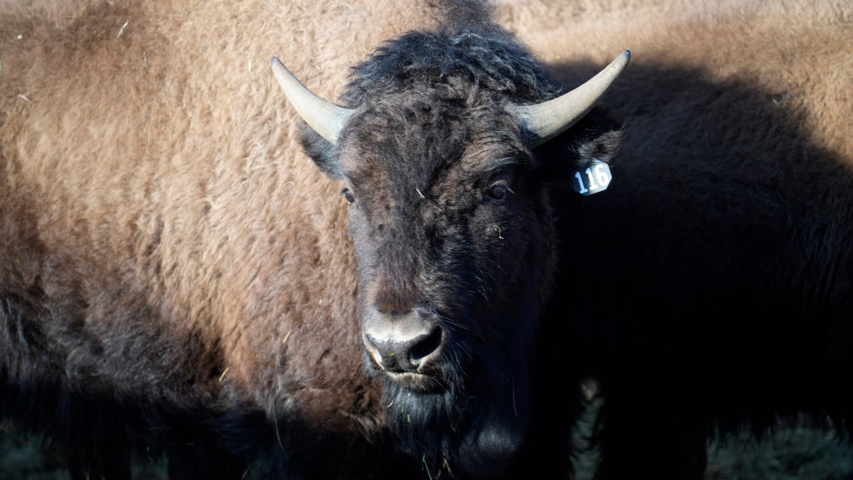 US Reintroduces Bisons to Native Lands in Oklahoma, Colorado – NBC10 Philadelphia - Vimarsana News