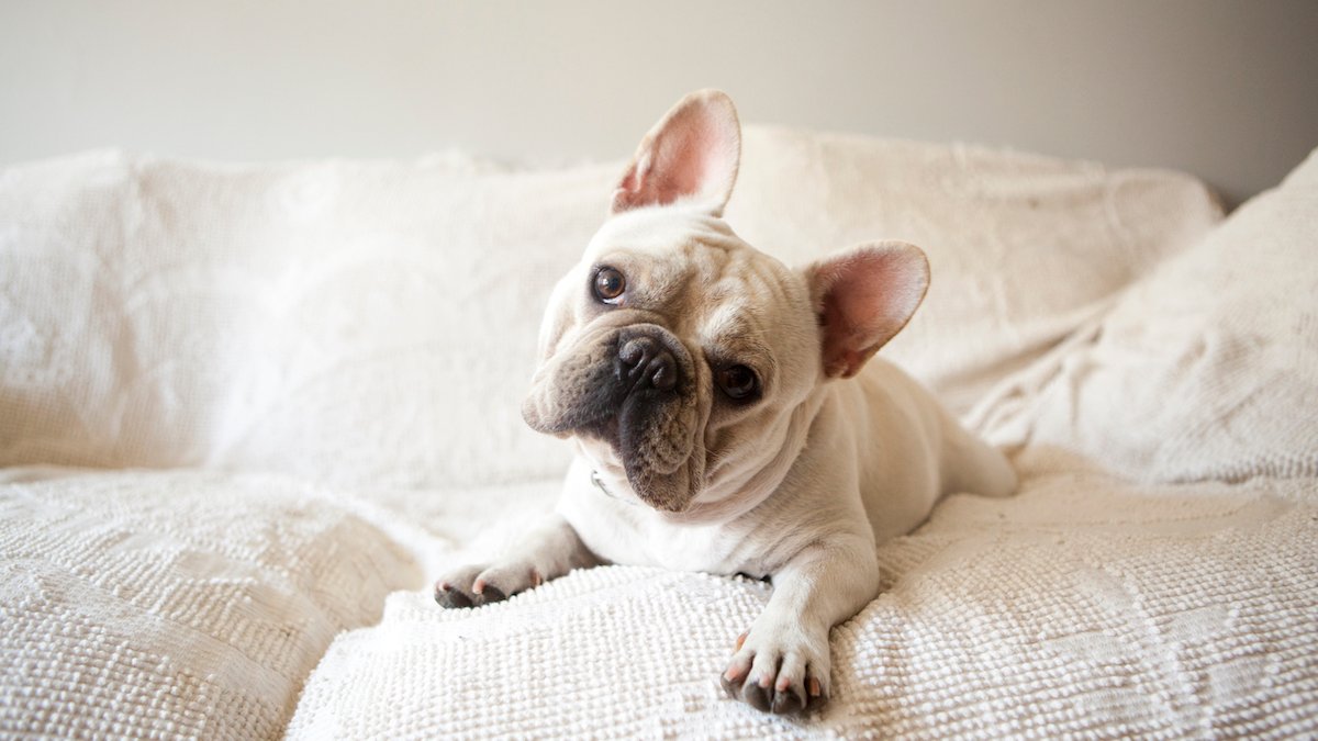 America Kennel Club Announces Most Popular Dog Breed in US – NBC10 Philadelphia - Vimarsana News