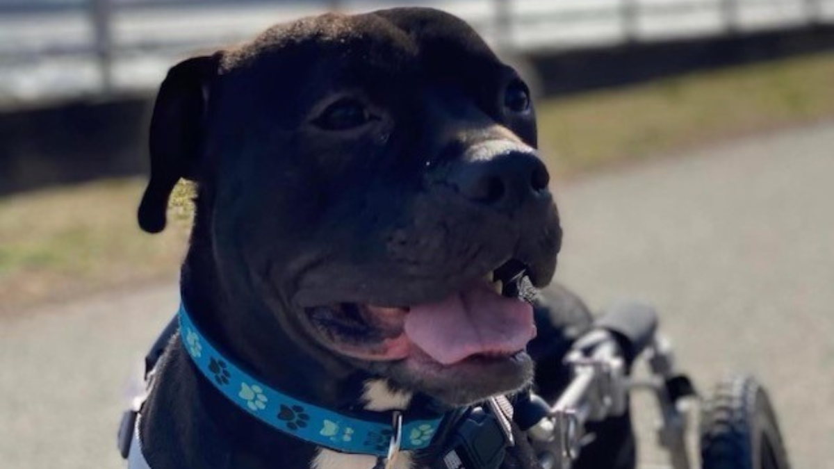 Dog Hurt and Abandoned on Train Tracks Finds Forever Home - Vimarsana News