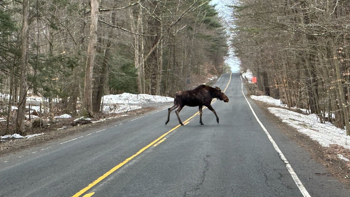 Two Moose Caught on Camera in Connecticut NBC10 Philadelphia