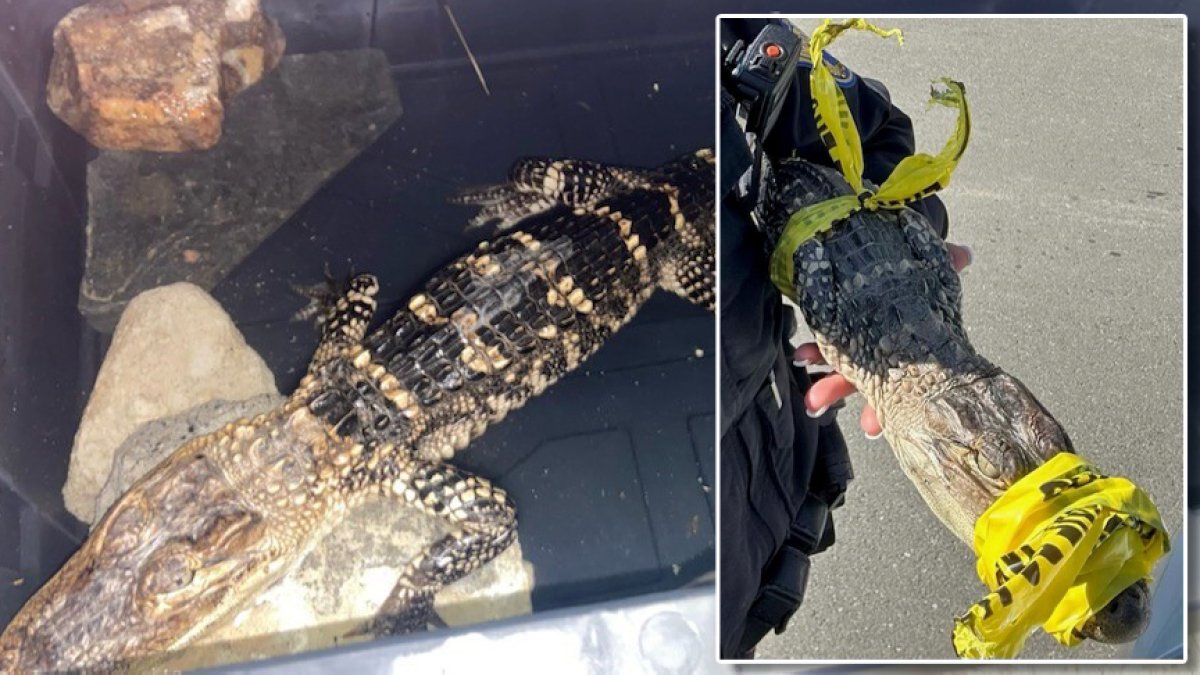 ¿Un Caimán, en el Parque FDR? Control de animales de Filadelfia capturar reptiles – NBC10 Filadelfia ¿Un Caimán, en el Parque FDR? Control de animales de Filadelfia capturar reptiles – NBC10 Filadelfia