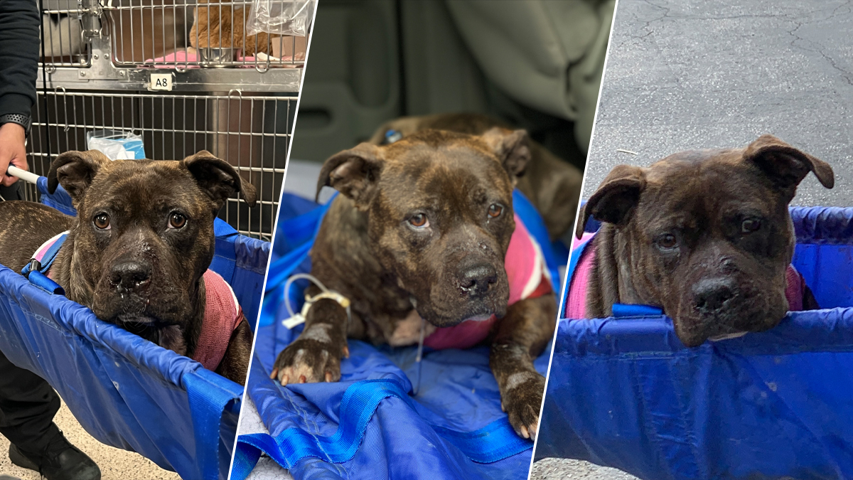 Dog Shot Multiple Times in West Philadelphia NBC10 Philadelphia