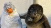 Meet NJ Aquarium's Blue Penguin Chick, Tater Tot — and Help Name the Next One