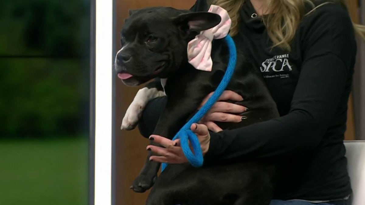 Clear the Shelters Meet Boo NBC10 Philadelphia