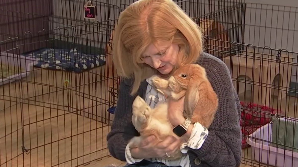 South Jersey Woman Creates the ‘Rabbit Café’ With Foster Bunnies ...