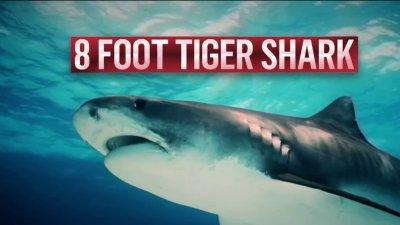 tiger shark attacks videos
