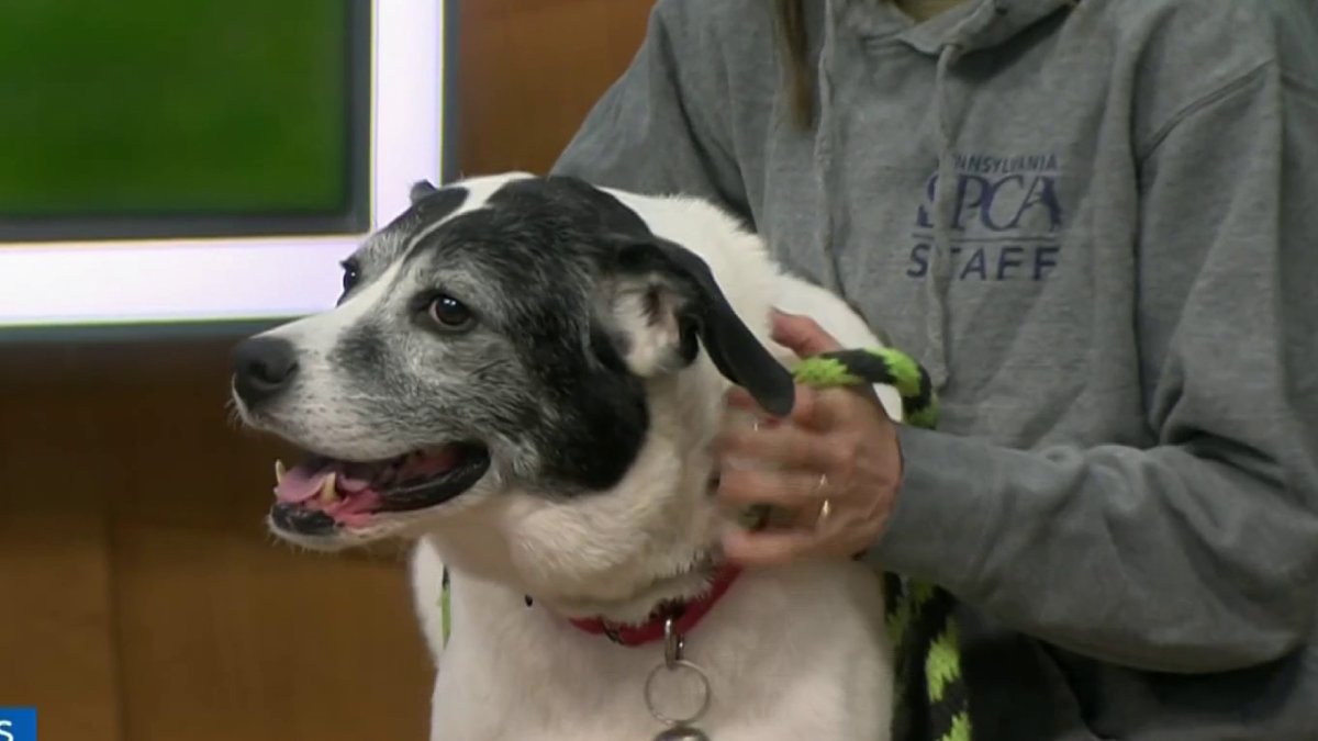 Clear the Shelters Meet Kobe NBC10 Philadelphia