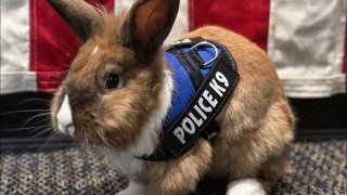 This undated photo provided by Yuba City Police Department shows Yuba City Police “wellness officer” Percy, a rabbit who was rescued in 2022, in Yuba City, Ariz..