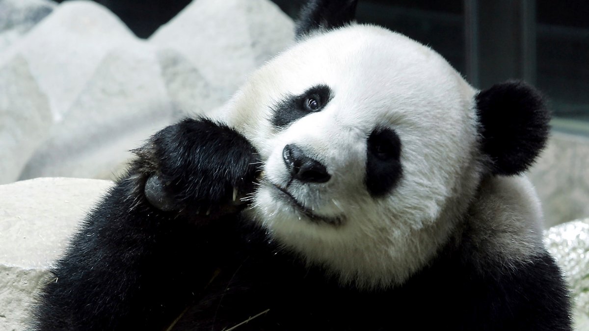 Giant Panda Lin Hui Dies in Thailand – NBC10 Philadelphia - Vimarsana News