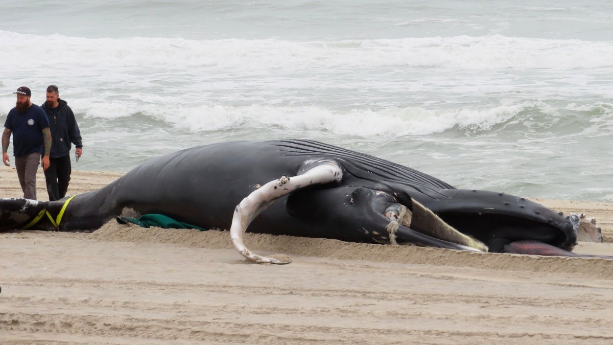 NJ Republicans Seek to Halt Wind Projects to See If Whales Benefit - Vimarsana News