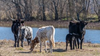 Two Texas longhorn cows nurse their calves while another calf grazes on a ranch in Texas.