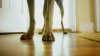 Woman admits trying to sell human toes regurgitated by dogs