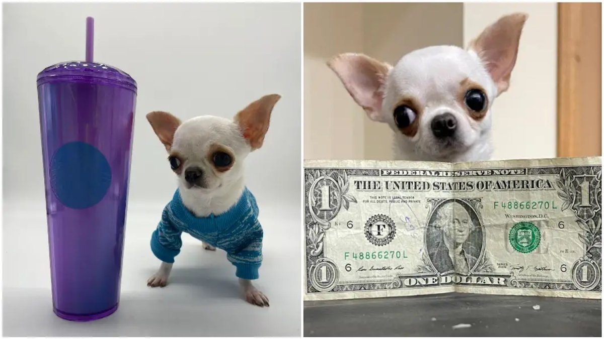 Guinness World Records Names Pearl as Shortest Living Dog – NBC10 Philadelphia - Vimarsana News