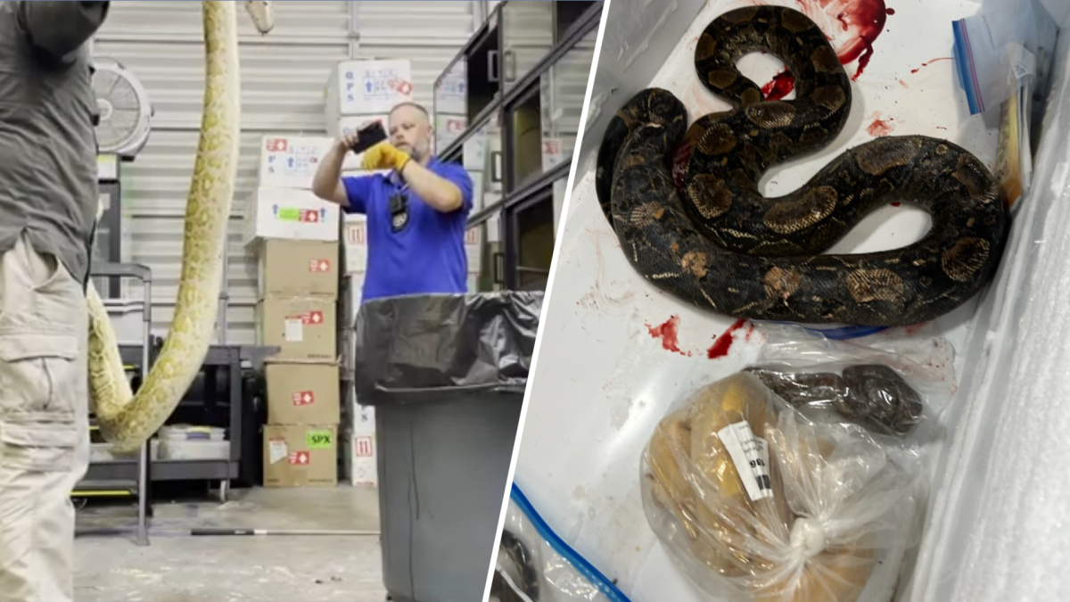 FWC Kills Pythons, Pregnant Boa in Video of ‘Holy Thursday Massacre