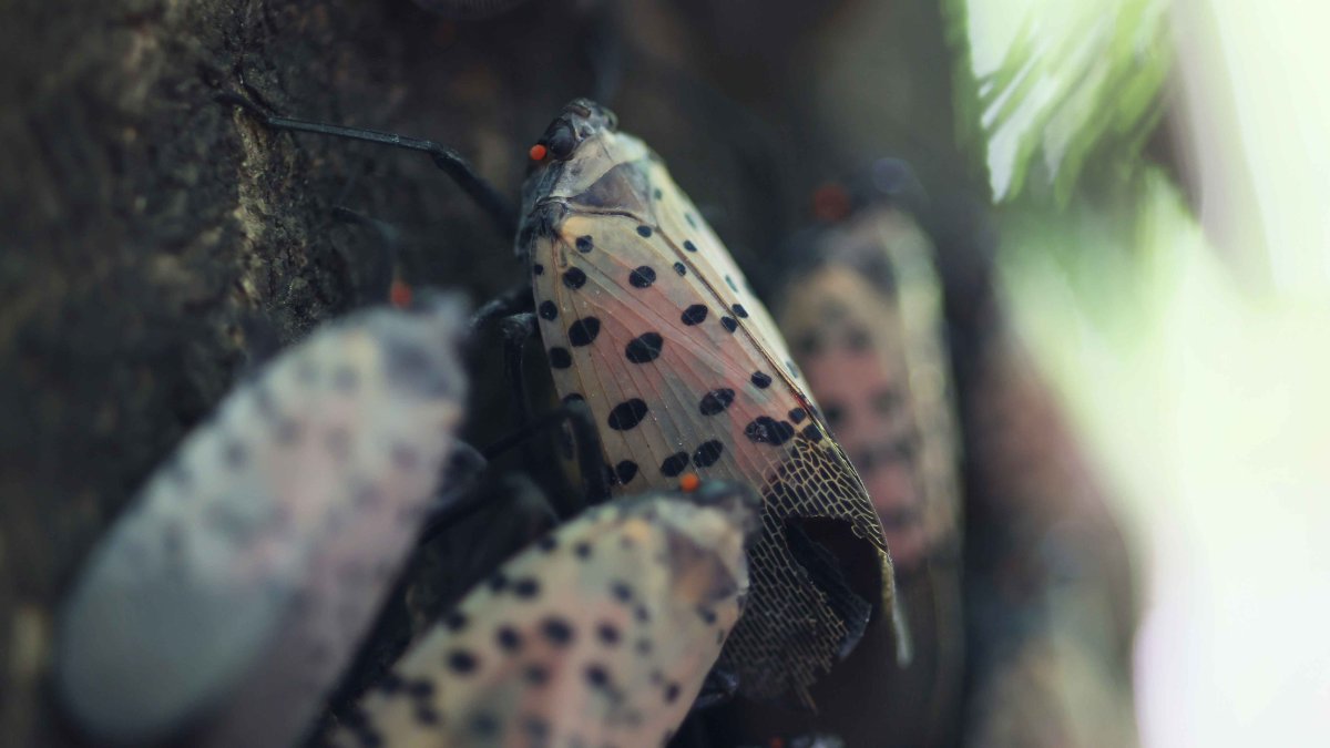 Researchers Using Dogs to Combat Spotted Lanternflies – NBC10 Philadelphia - Vimarsana News