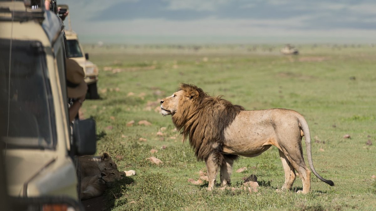 No, You Can't Ride a Lion on Safari — Why More Companies Are Telling Travelers 'No' These Days – NBC10 Philadelphia - Vimarsana News