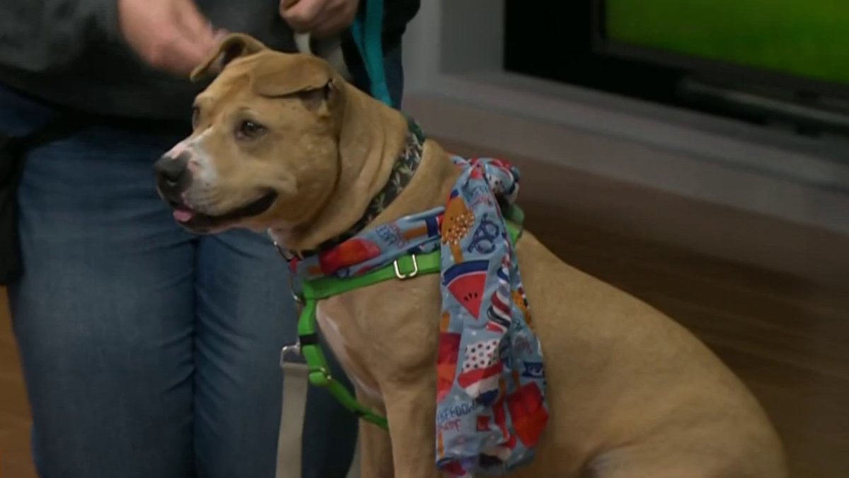 Clear the Shelters Meet Green Bean NBC10 Philadelphia