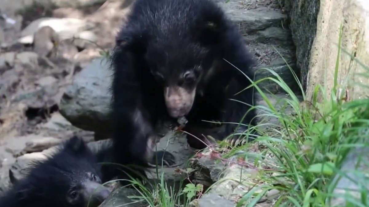 Sloth Bear  San Diego Zoo Animals & Plants